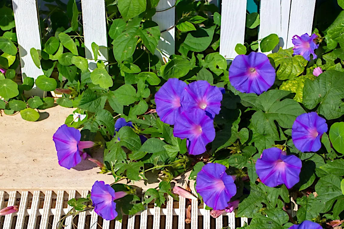 Purple morning glory flowers with green leaves in front of a white picket fence