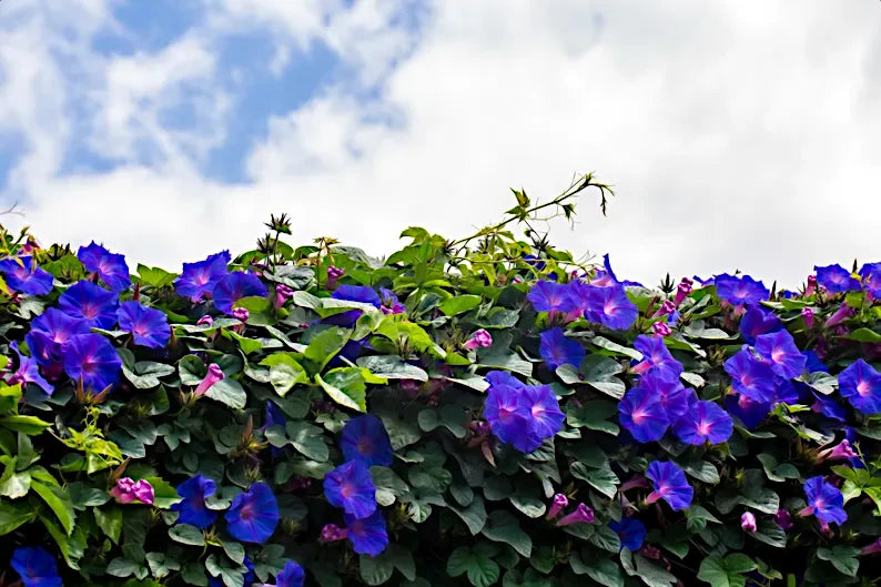 Vibrant purple morning glory flowers with green leaves against a blue sky