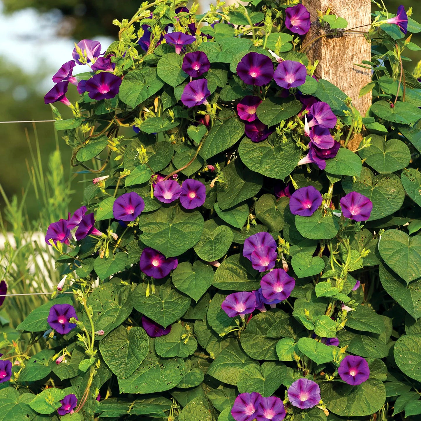 Vine with purple morning glory flowers and green leaves against a blurred natural background. ‘Grandpa Ott’ (Ipomoea purpurea)