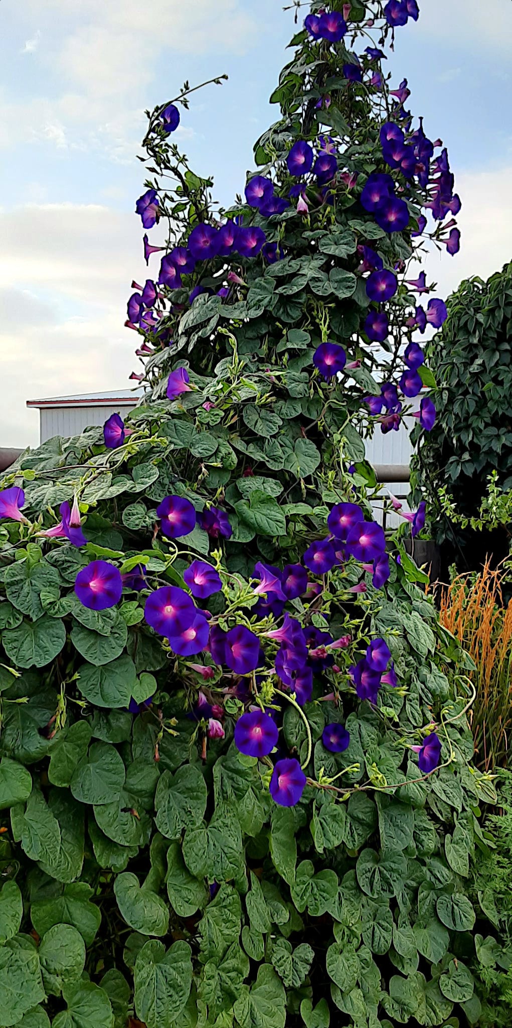 Vine of purple morning glory flowers with green leaves against a blue sky