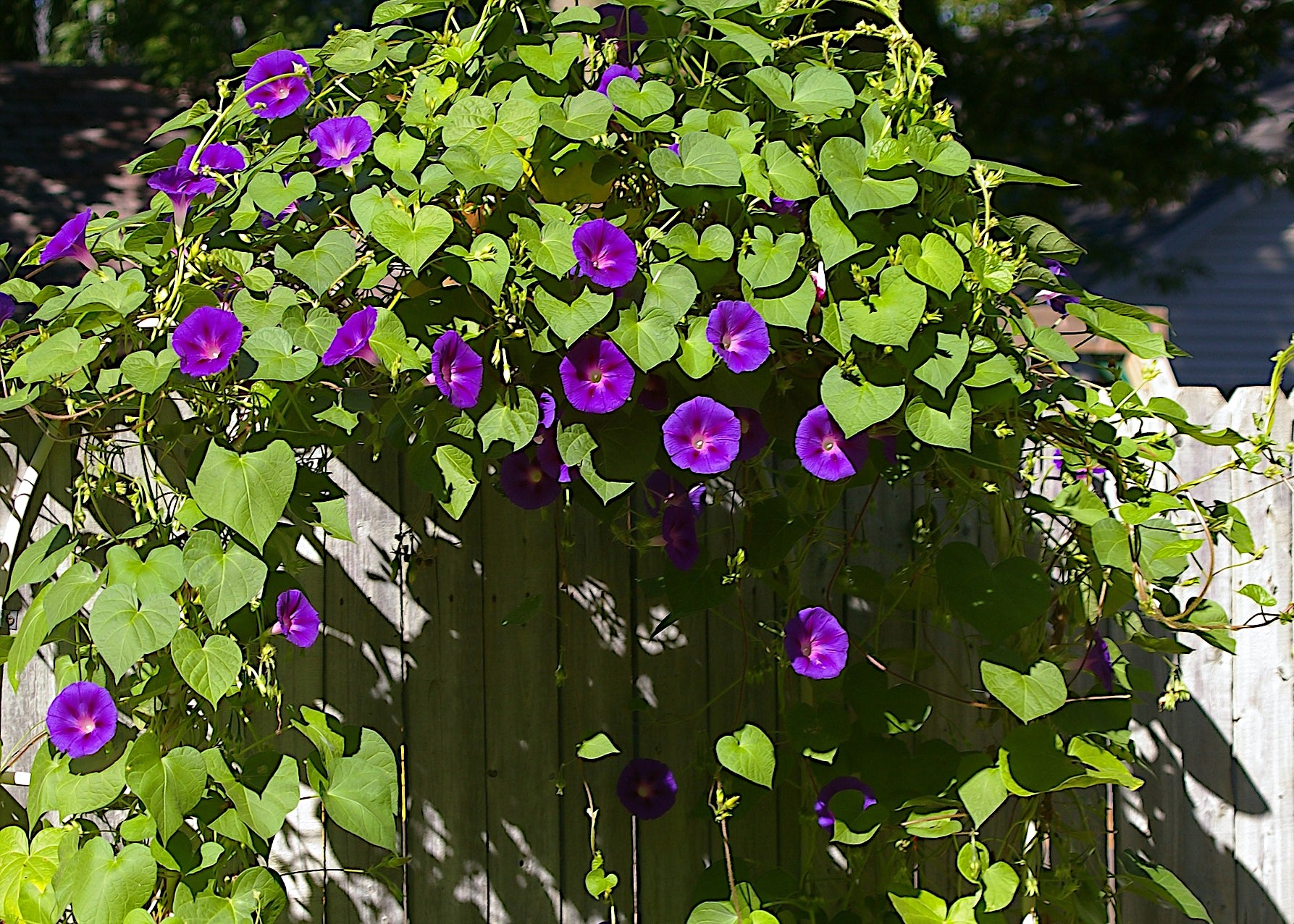 Vine with purple morning glory flowers and green leaves against a wooden fence. ‘Grandpa Ott’ (Ipomoea purpurea)