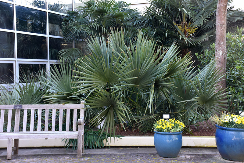 Dwarf Palmetto Palm trees and a bench in a greenhouse setting. (Sabal minor)