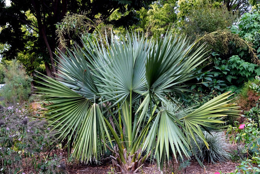 Large Dwarf Palmetto palm plant in a garden setting with other plants and trees in the background. (Sabal minor)
