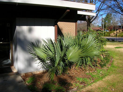 Dwarf Palmetto Palm trees in front of a modern house with a driveway. (Sabal minor)