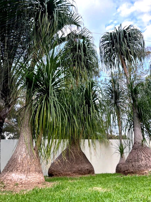 Three large tropical Ponytail palm trees  (Beaucarnea recurvata) with wide trunks on a grassy area with a blue sky.