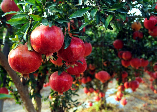 Red pomegranates hanging from leafy tree branches in an outdoor orchard setting.