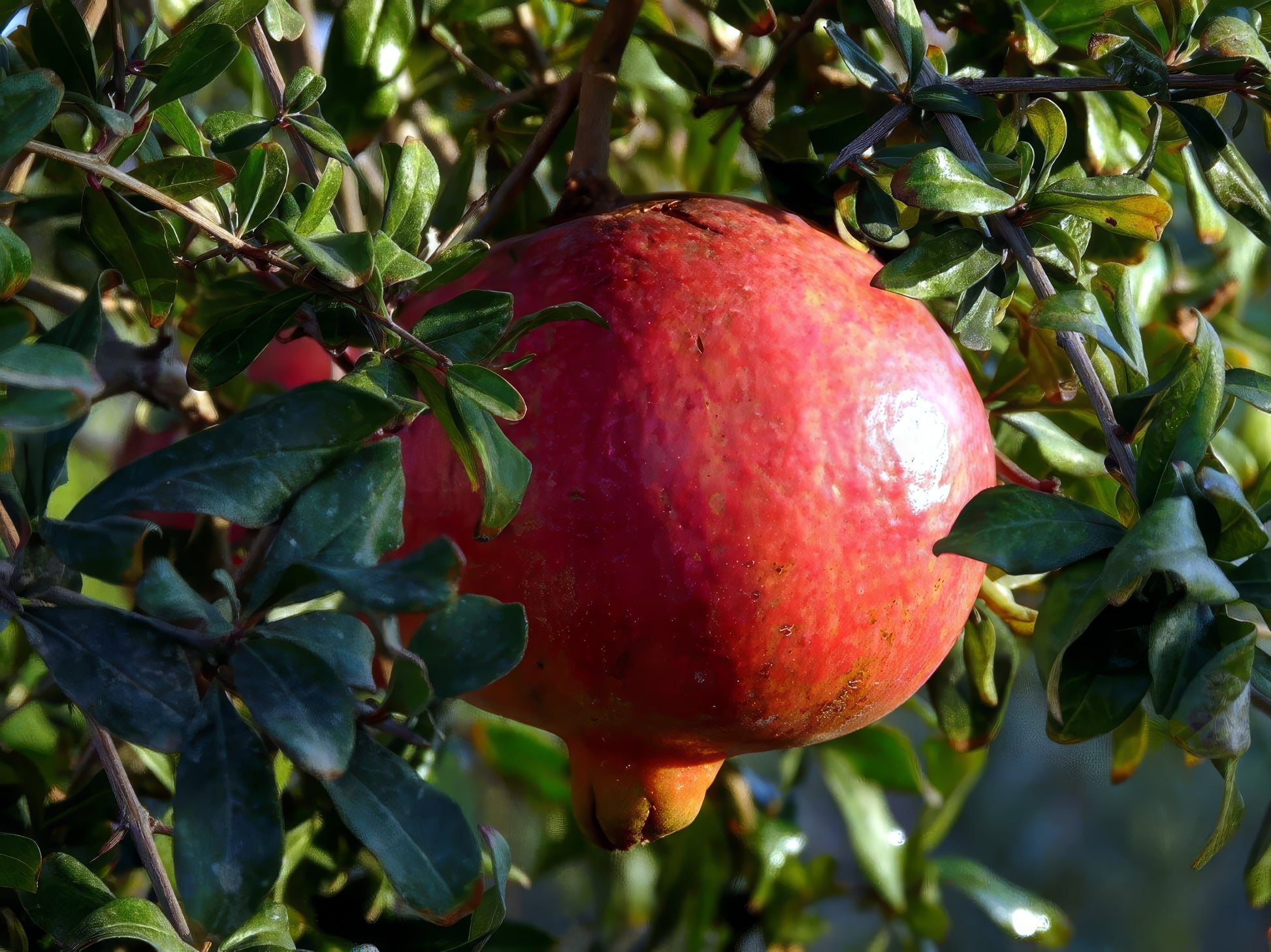 Red pomegranate fruit hanging from a tree branch with green leaves.