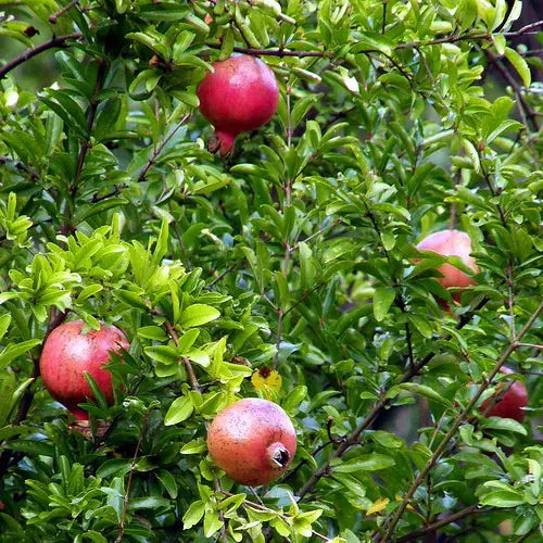 Dwarf pomegranate fruits hanging in green leaves. 