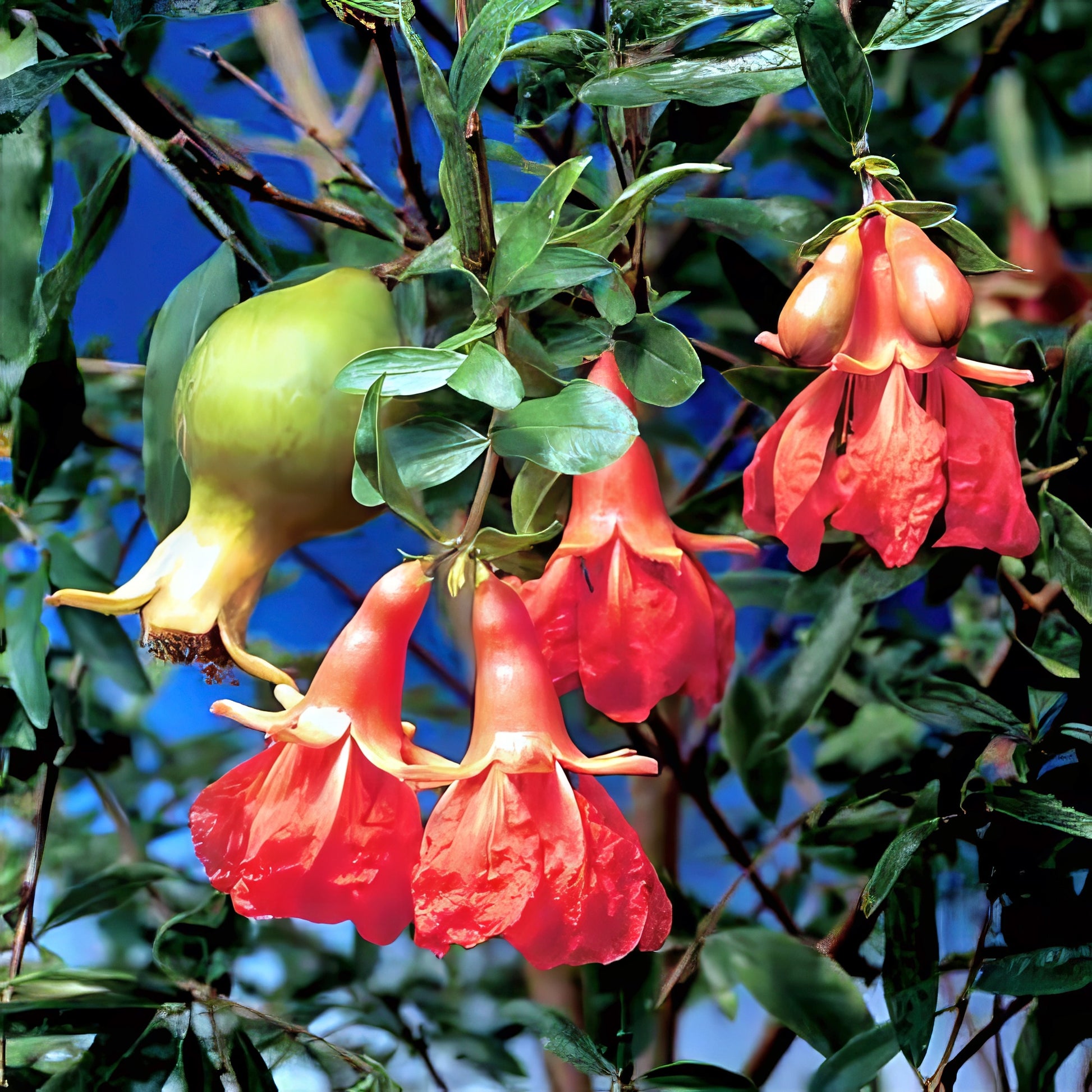 Pomegranate tree with red flowers and green fruit against a blue sky.
