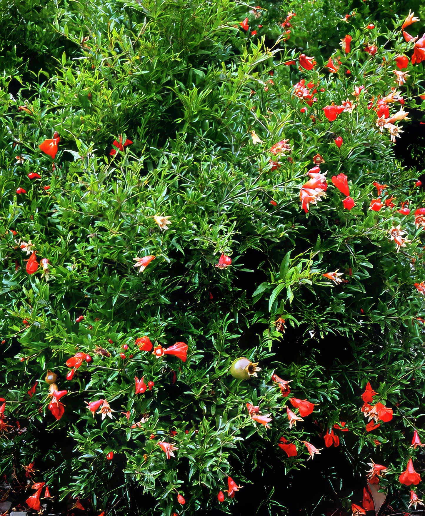 Green dwarf pomegranate tree with red flowers