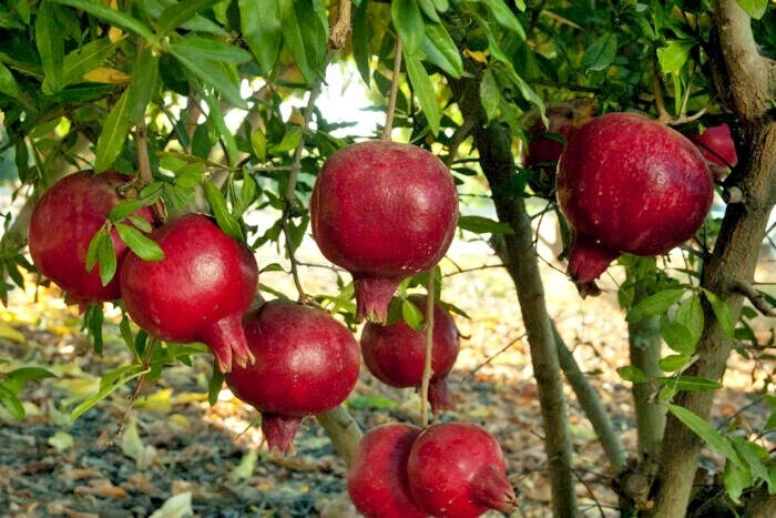 Red pomegranates hanging from a tree with green leaves.