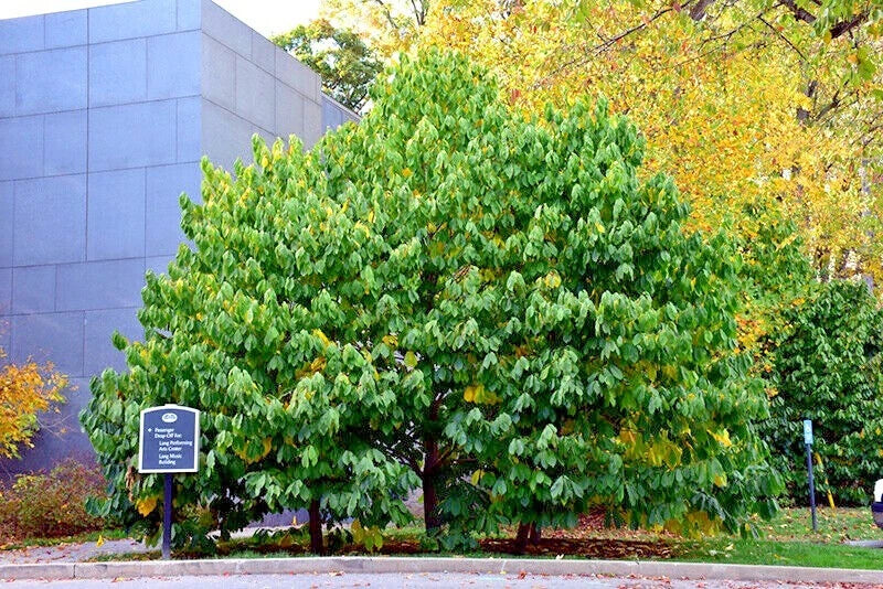 Large green Pawpaw tree in front of a modern building with autumn foliage in the background.