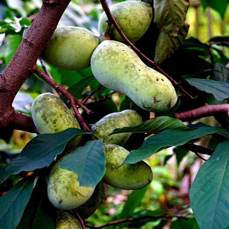 Green pawpaws on a tree branch with leaves