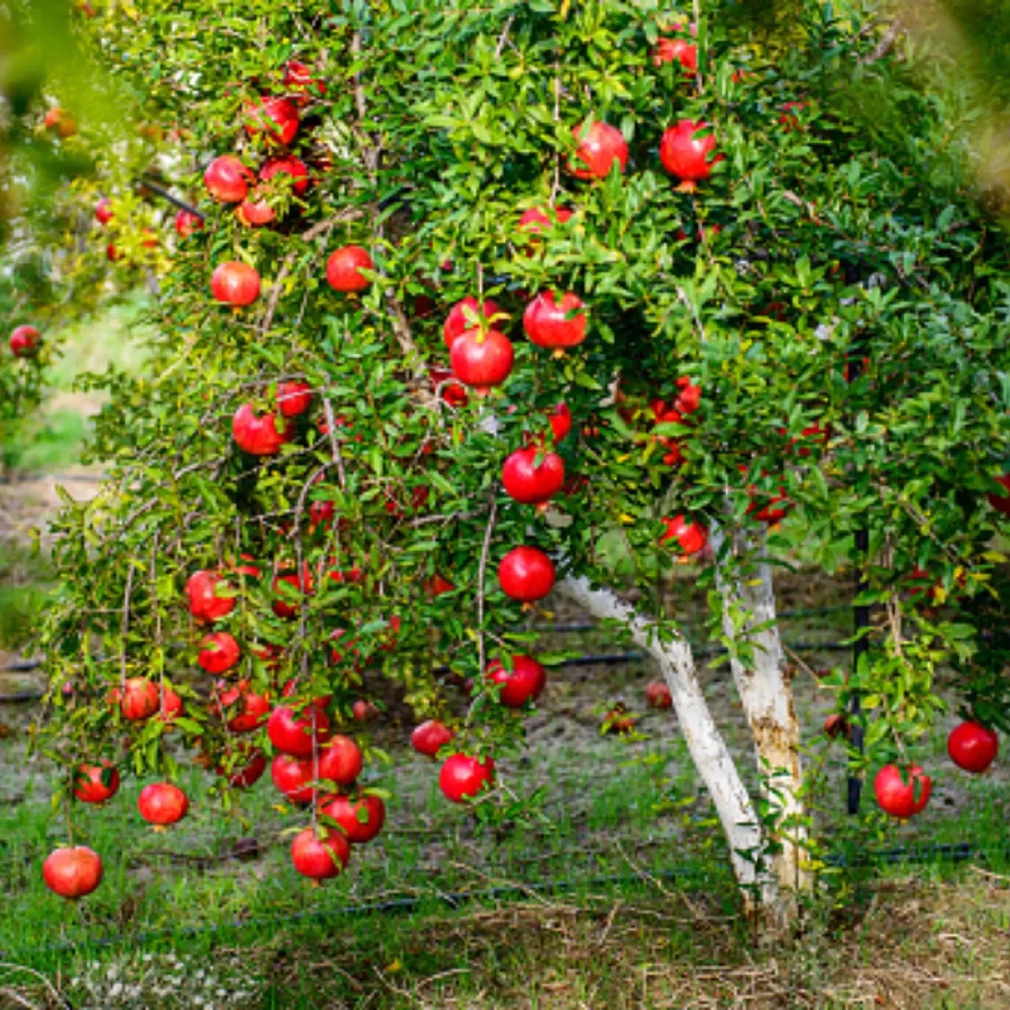 Pomegranate tree with red pomegranates hanging from its branches.