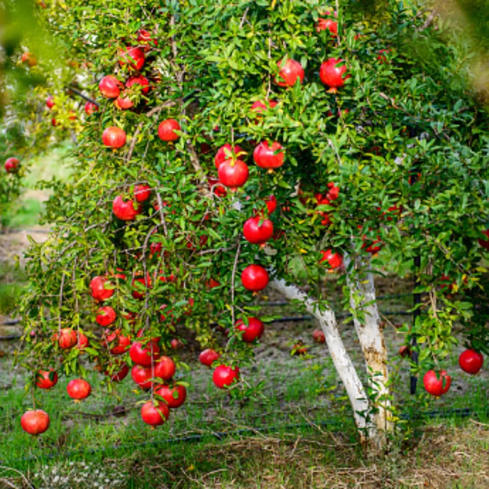 Pomegranate tree with red pomegranates hanging from its branches.