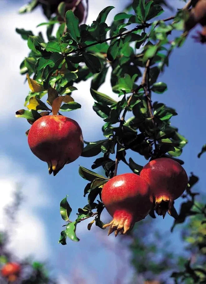 Three red pomegranates hanging from a tree with a clear blue sky in the background.
