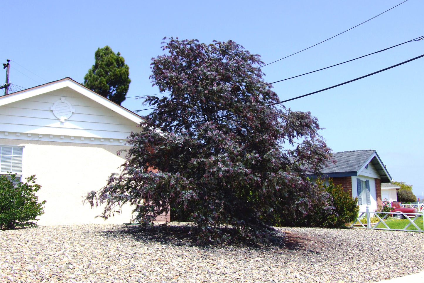 Chocolate Mimosa Tree with purple fern leaves in front of a house with a clear blue sky. (Acacia baileyana var. purpurea)