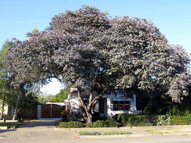 Chocolate Mimosa Tree with purple fern leaves in front of a house on a clear day. (Acacia baileyana var. purpurea)