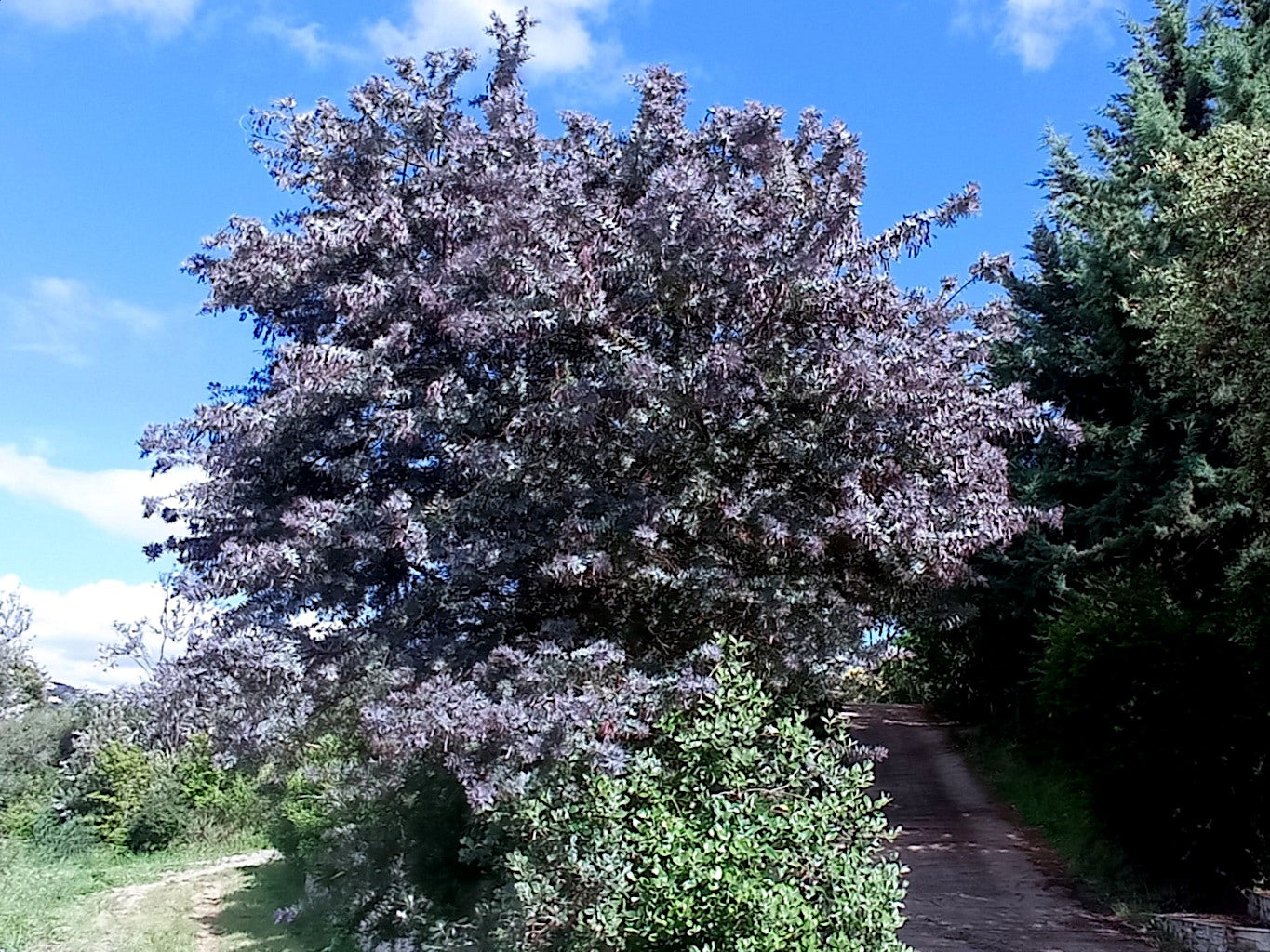 Chocolate Mimosa Tree with purple fern leaves on a sunny day with blue sky and clouds.