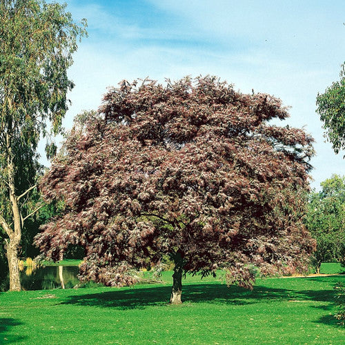 Large Chocolate Mimosa tree with pinkish-brown leaves in a park setting. (Acacia baileyana var. purpurea)