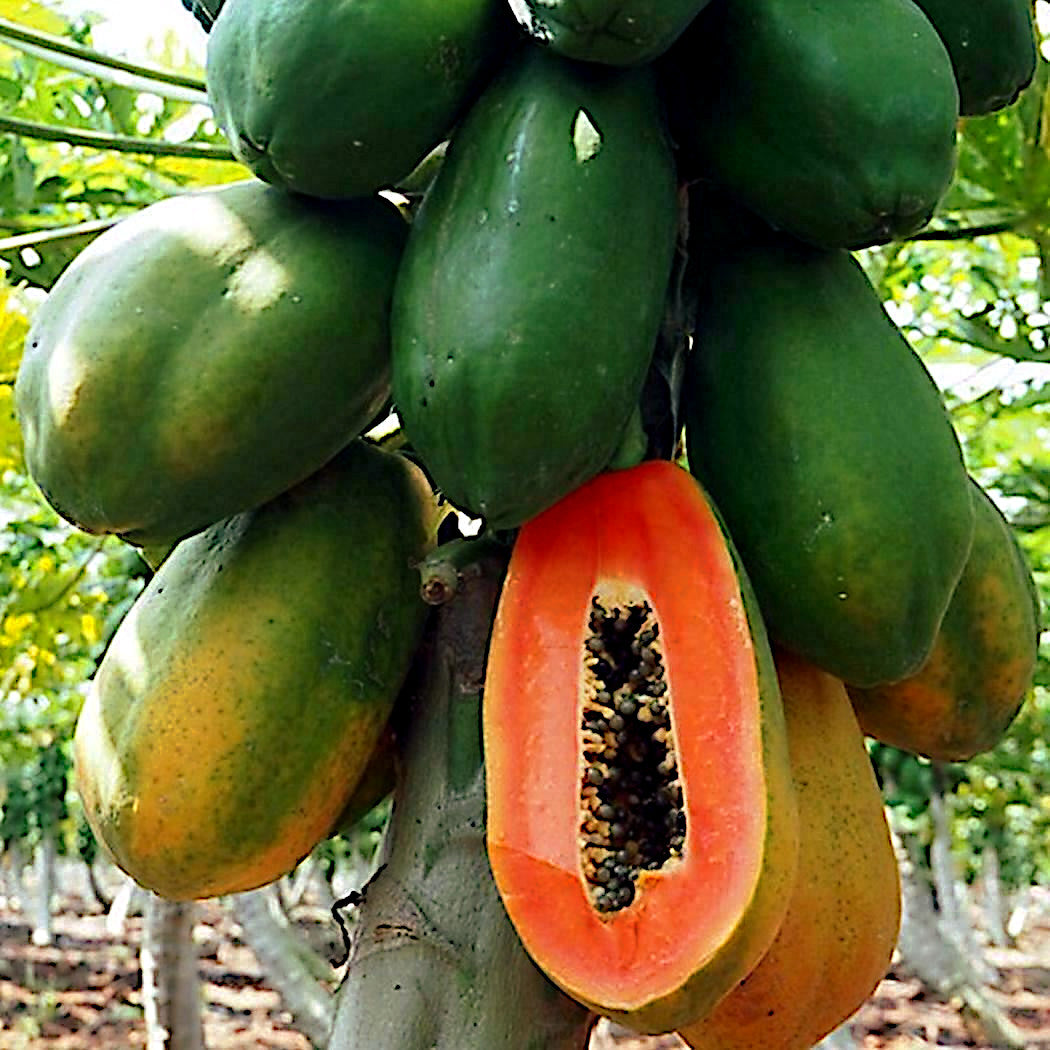 Caribbean red lady Papayas on a tree with one cut open to reveal its interior.