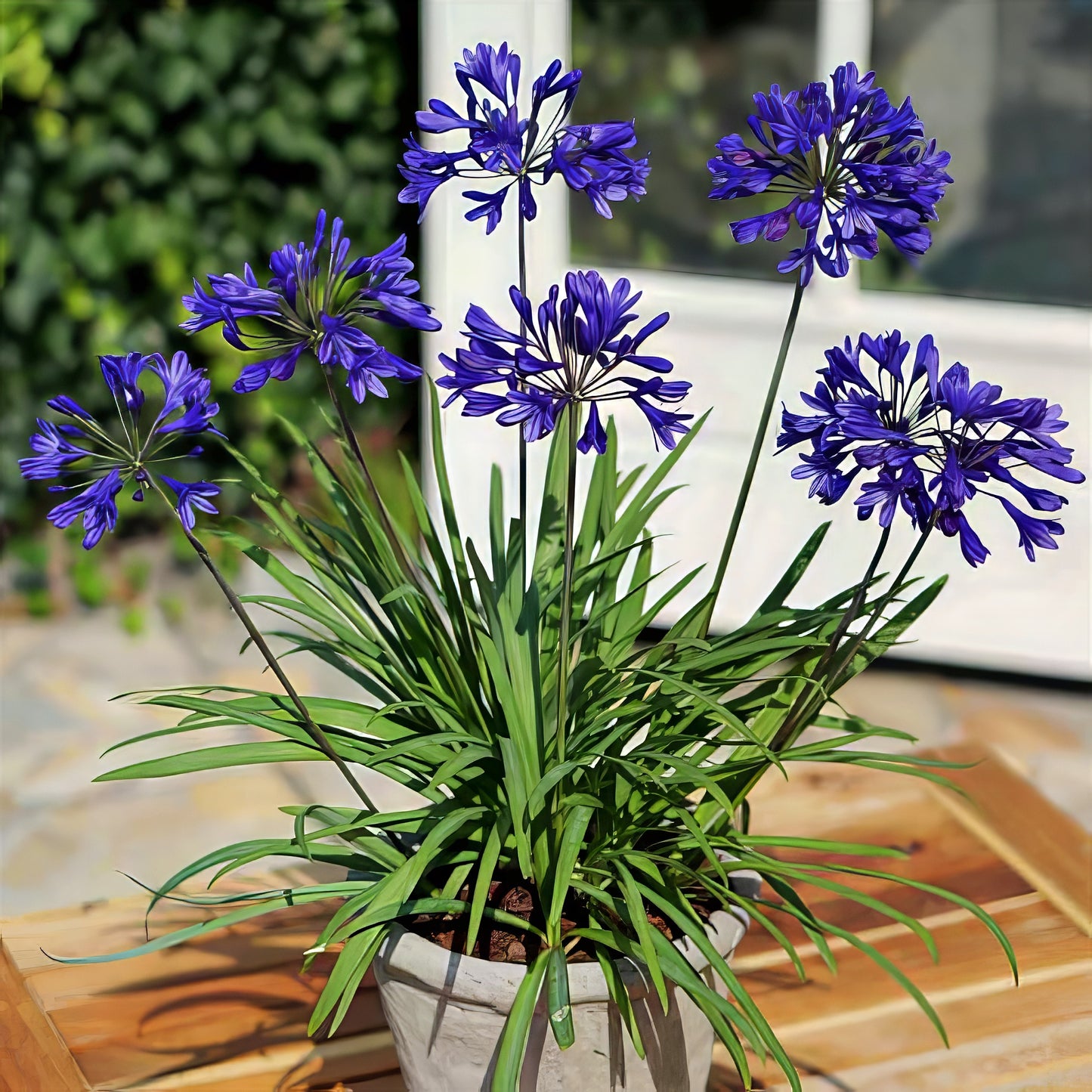 Potted Dwarf Blue Lily of the Nile plant with purple flowers on a wooden surface