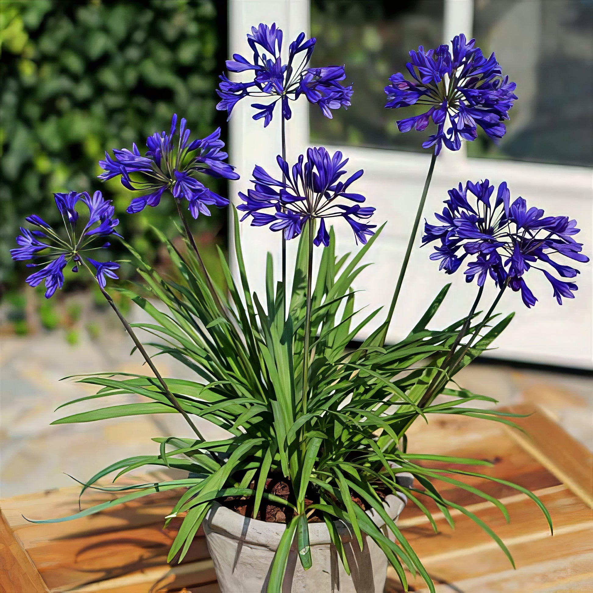 Potted Dwarf Blue Lily of the Nile plant with purple flowers on a wooden surface