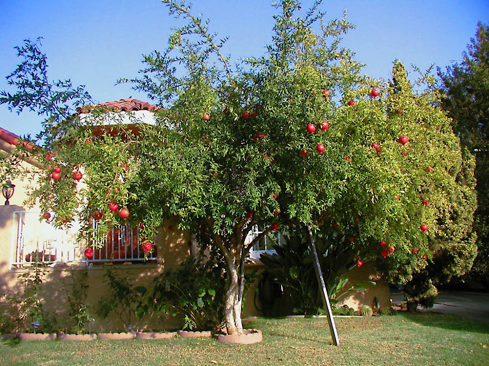Pomegranate tree with red fruits in a garden setting