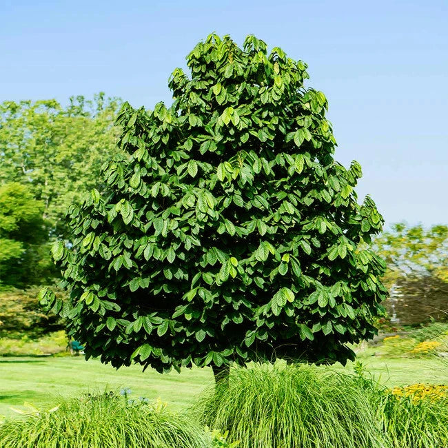 Large green Pawpaw tree in a garden with a clear blue sky