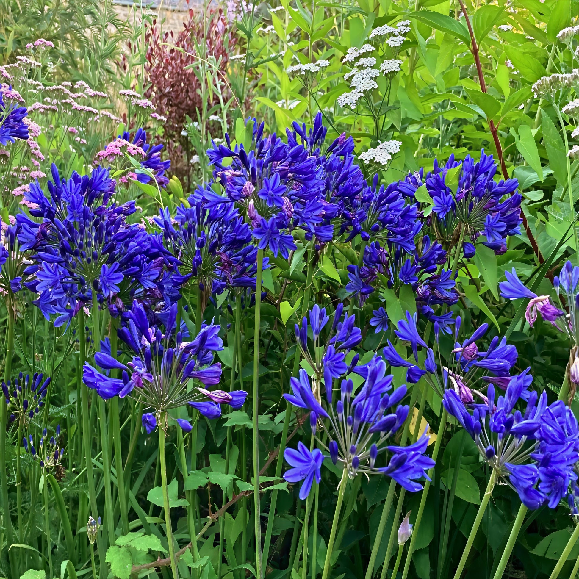 Bouquet of Dwarf Blue Lily of the Nile flowers with green leaves in a garden setting