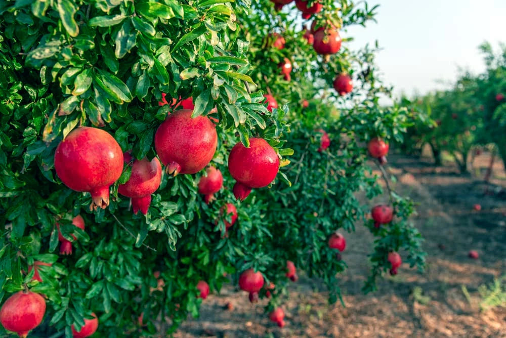 Red pomegranates hanging from a tree in an orchard