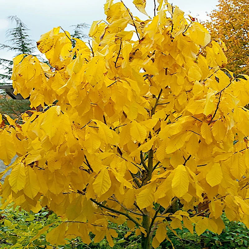 Pawpaw Tree fall colors with bright yellow leaves against a clear sky