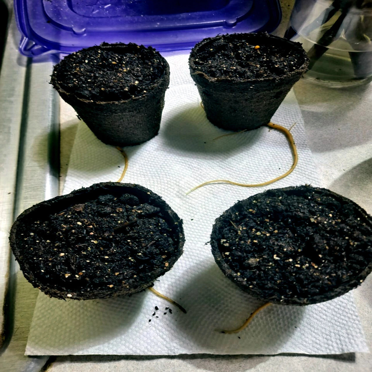 Pawpaw tree tap roots growing in Four black pots filled with soil on a paper towel.