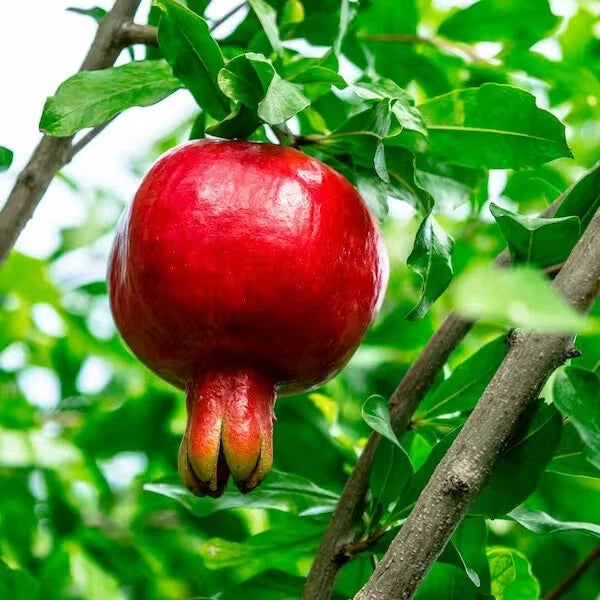 Red pomegranate fruit hanging from a tree with green leaves.