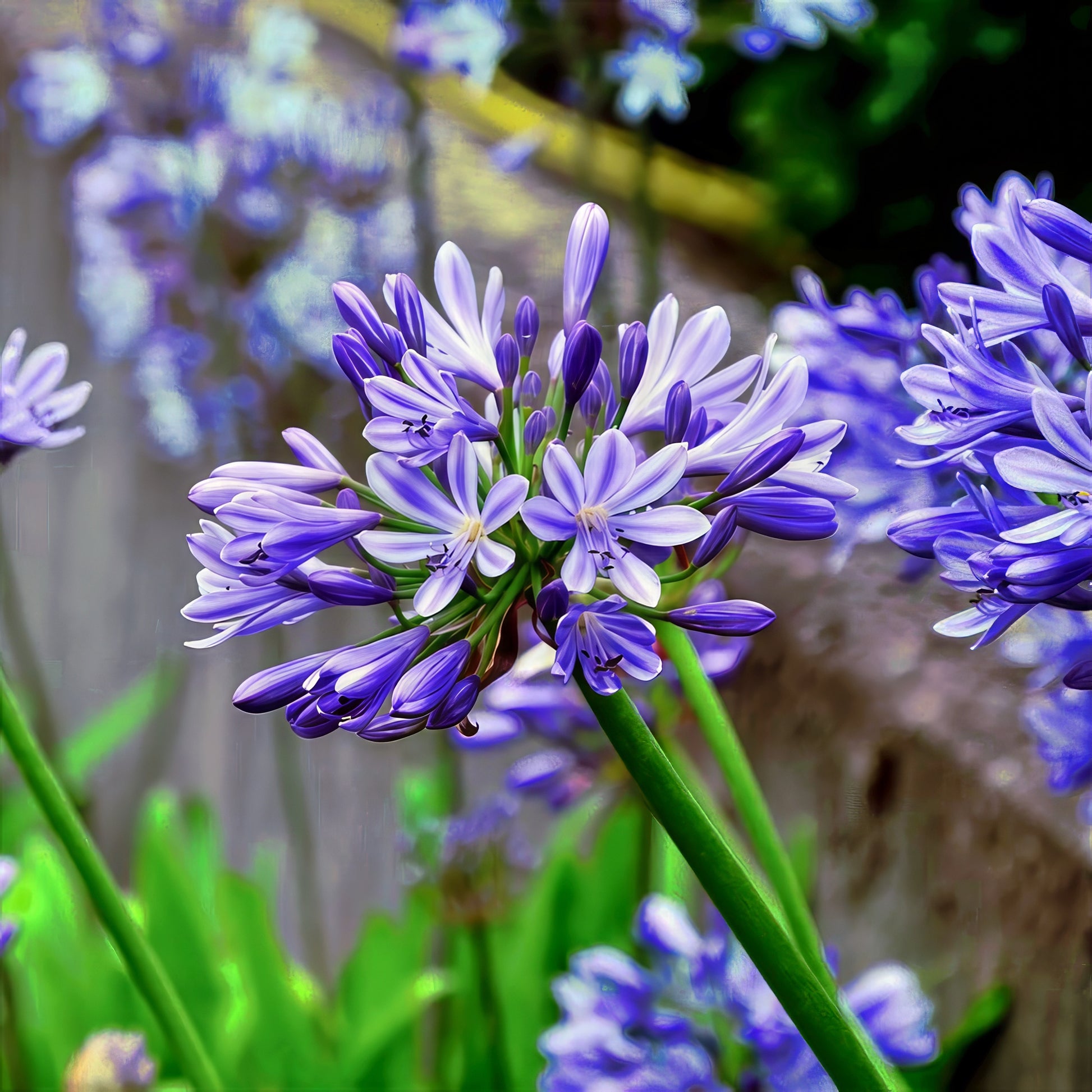 Close-up of a Dwarf Blue Lily of the Nile flower with a blurred garden background. (Agapanthus ‘Peter Pan’)