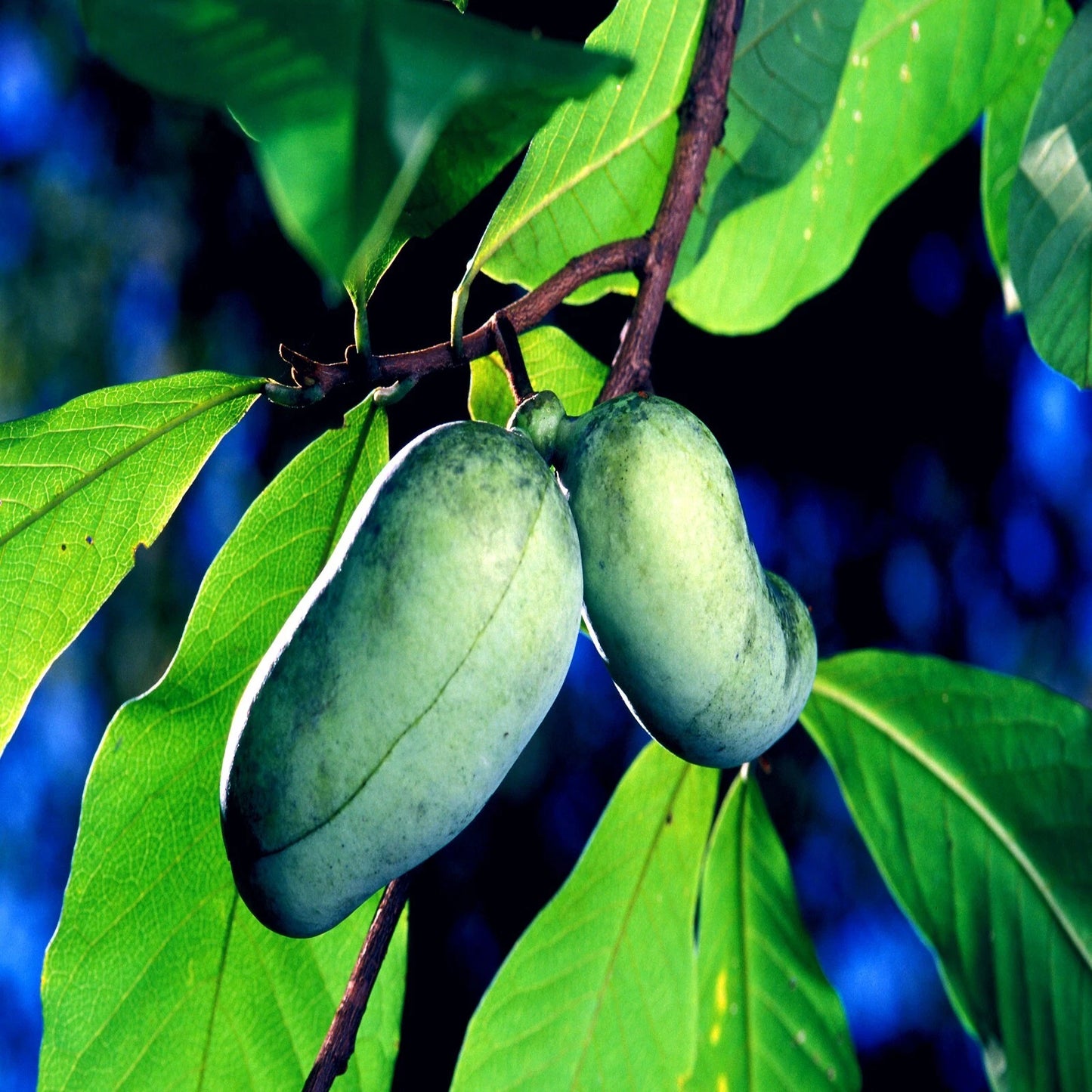 Two green Pawpaw fruits on a branch with leaves against a blue background