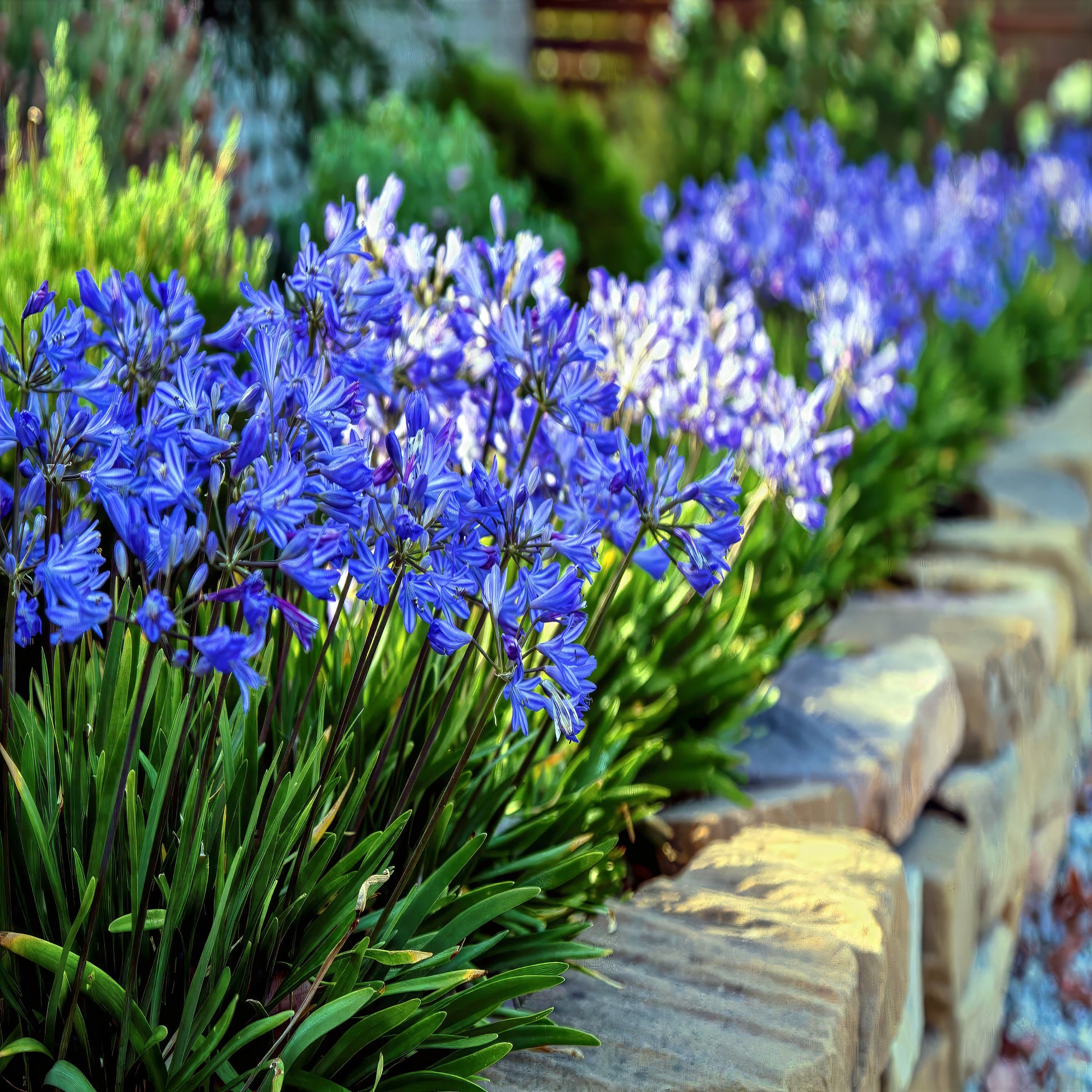 Row of Dwarf blue lily of the Nile flowers along a stone pathway in a garden