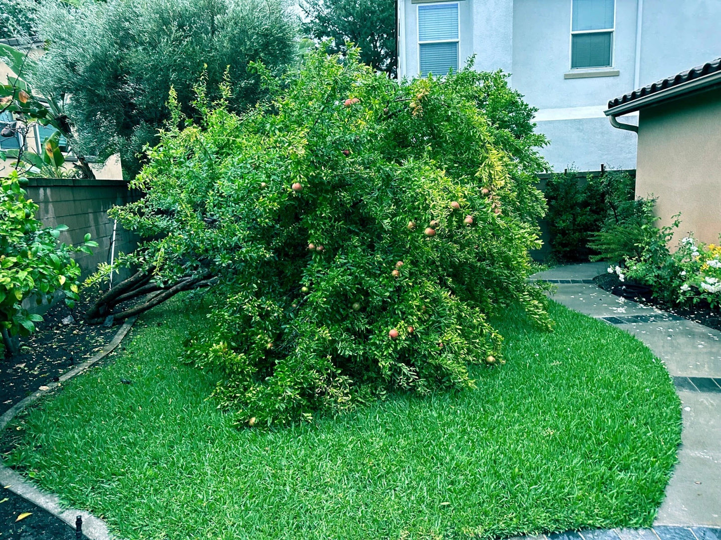 Pomegranate tree with fruits on a grassy lawn in a residential area