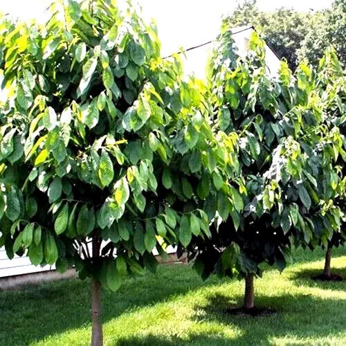 Two large green Pawpaw trees with lush leaves in a grassy area.