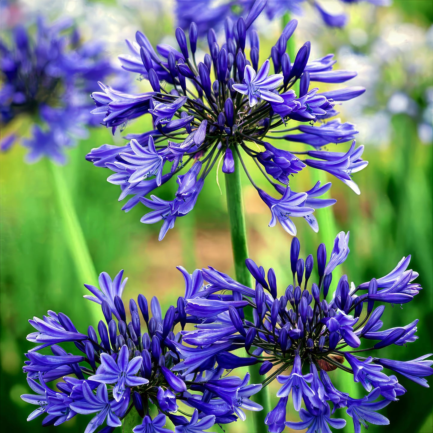 Close-up of Dwarf Blue Lily of the Nile flowers with a blurred green background. (Agapanthus ‘Peter Pan’)