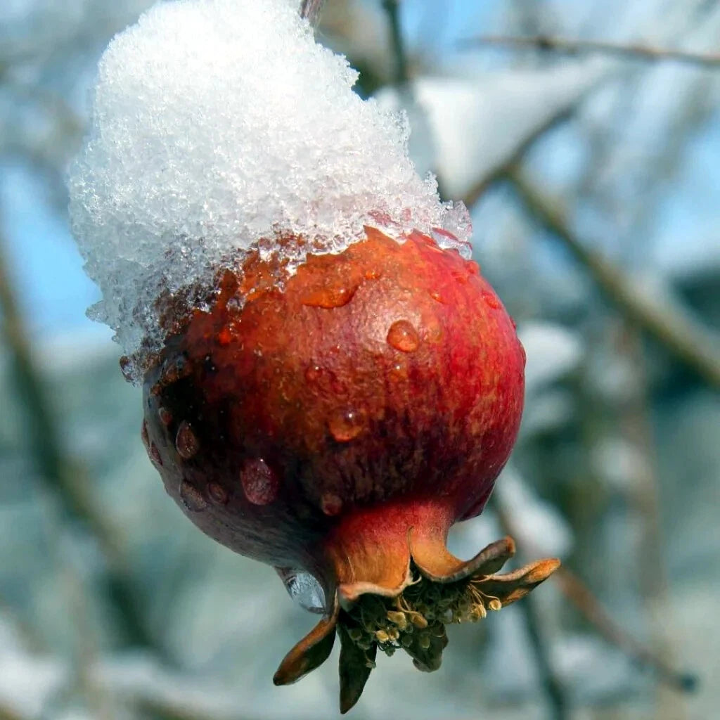 Frozen pomegranate with snow on a branch