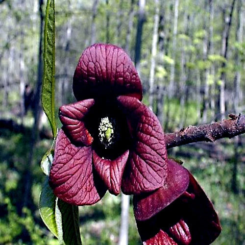Close-up of a purple Pawpaw tree flower with a forest background