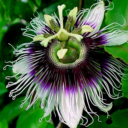 Close up view of purple passionfruit flower with green leaves in background.