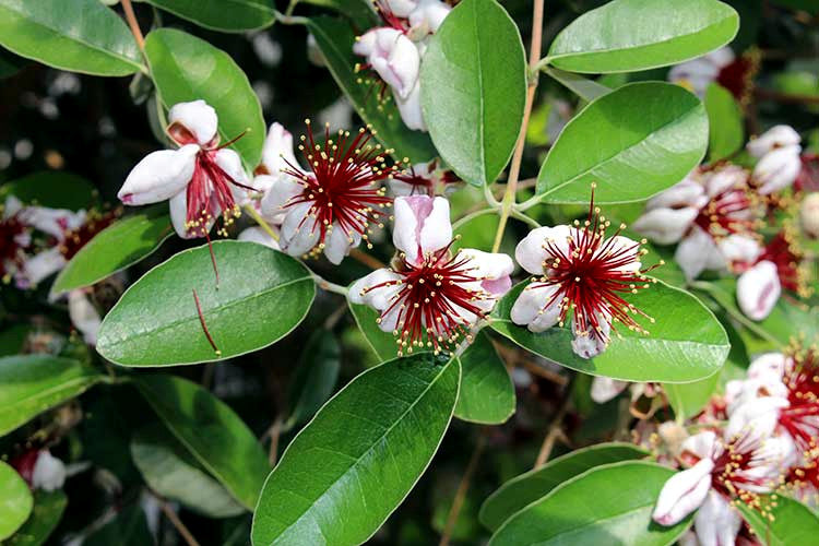 Red and white Pineapple guava tree's red flowers with green leaves. 