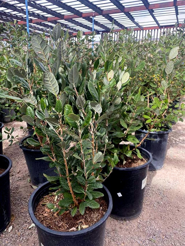 Pineapple guava trees growing in  containers at a nursery with filtered light above. (Feijoa sellowiana)