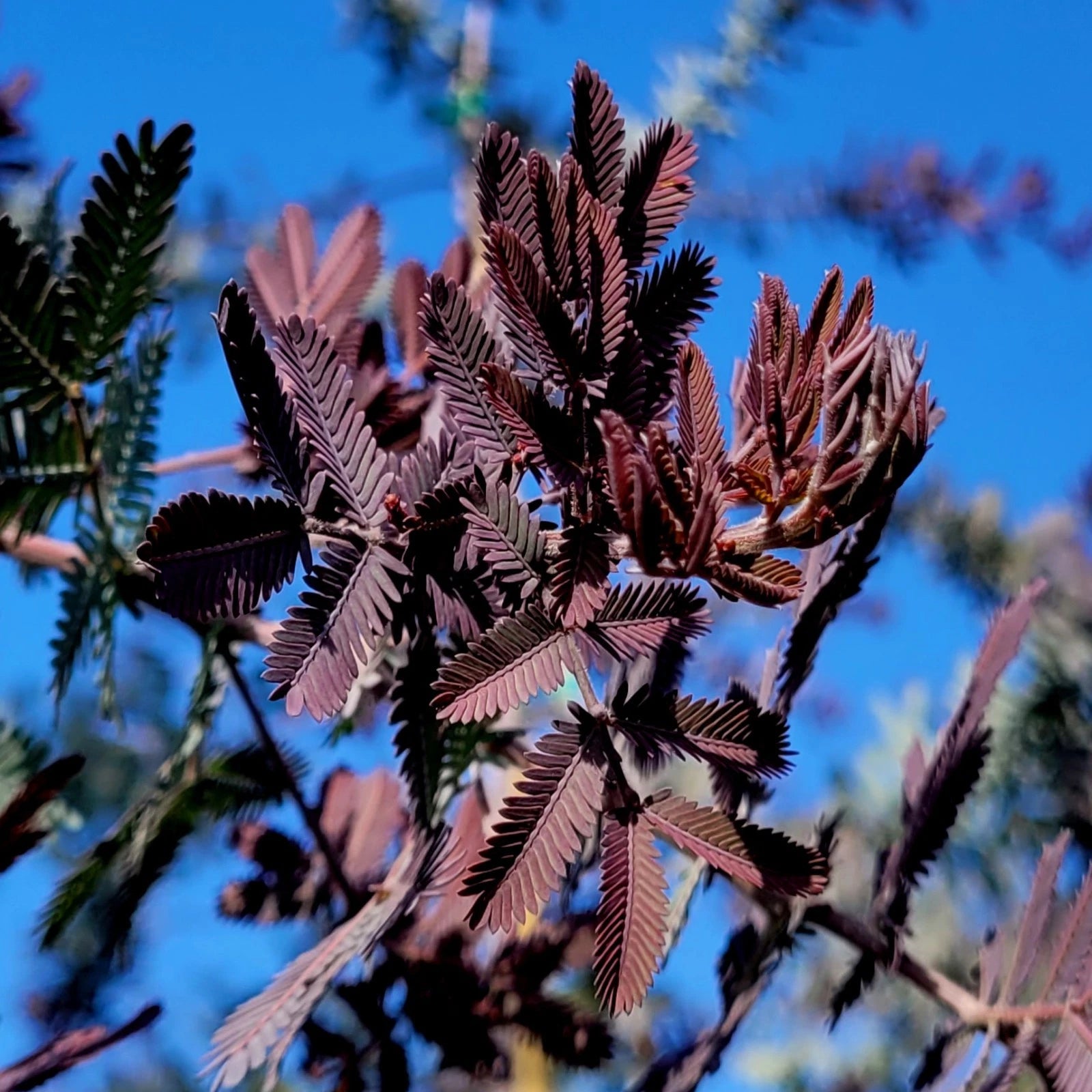Close-up of purple leaves on a Chocolate Mimosa tree against a blue sky. (Acacia baileyana var. purpurea)