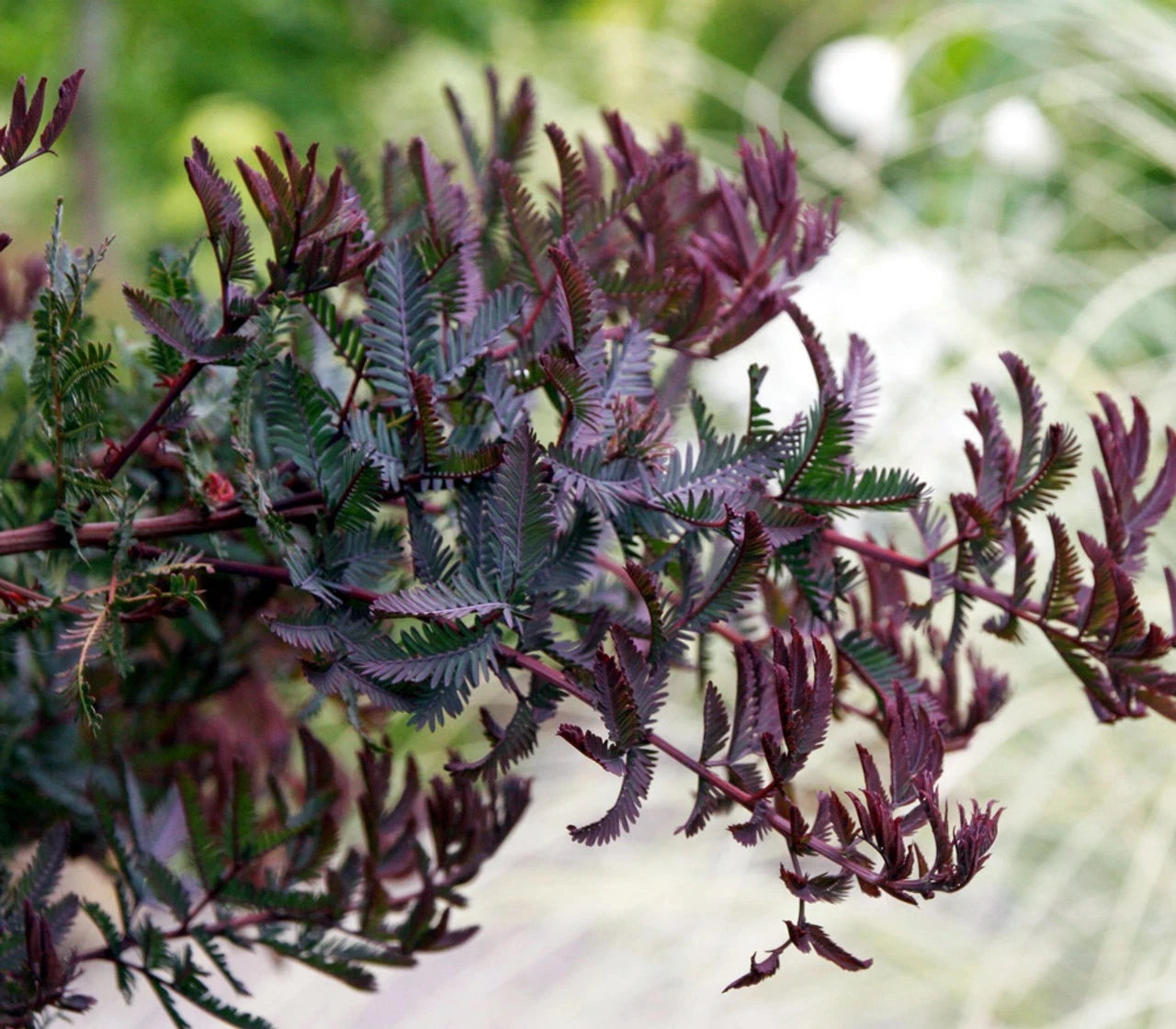 Close-up of a chocolate mimosa plant with purple and green leaves against a blurred natural background
