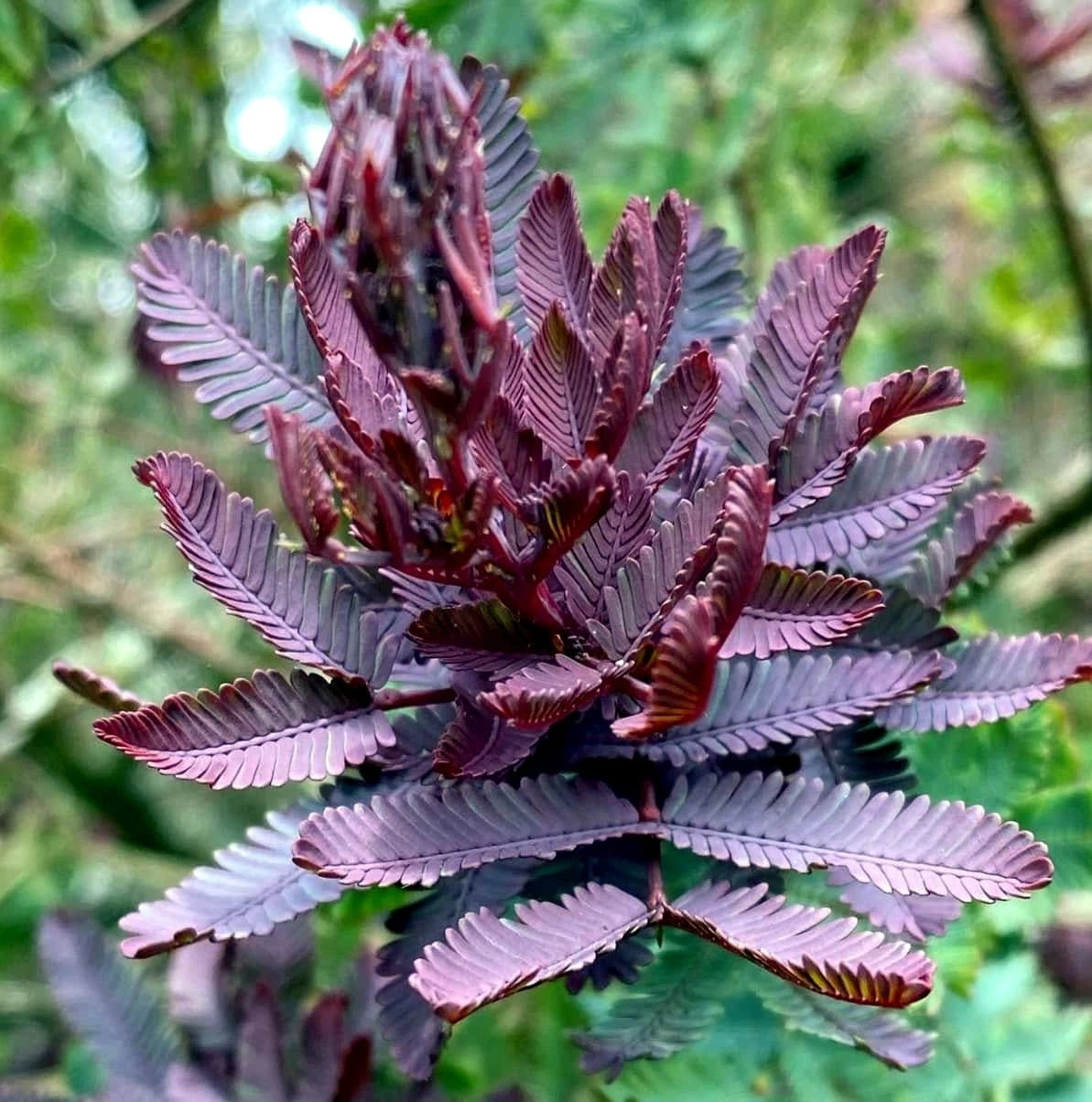 Close-up of a Chocolate Mimosa fern leaves with purple leaves against a blurred green background. (Acacia baileyana var. purpurea)