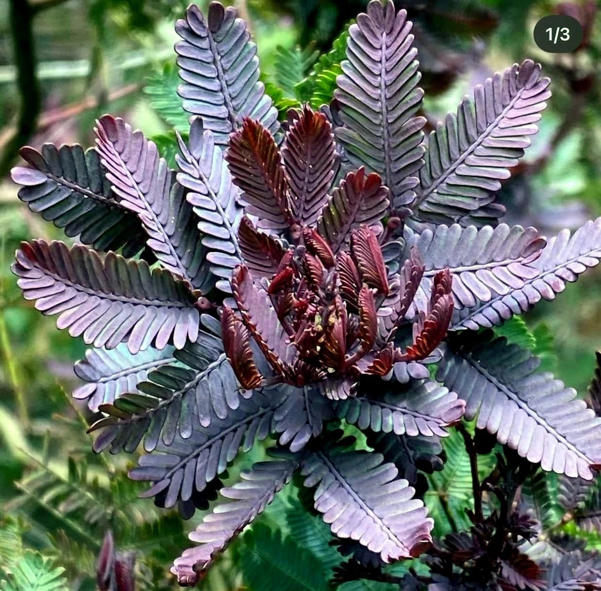 Close-up of a Chocolate Mimosa fern leaves with dark purple and green leaves.