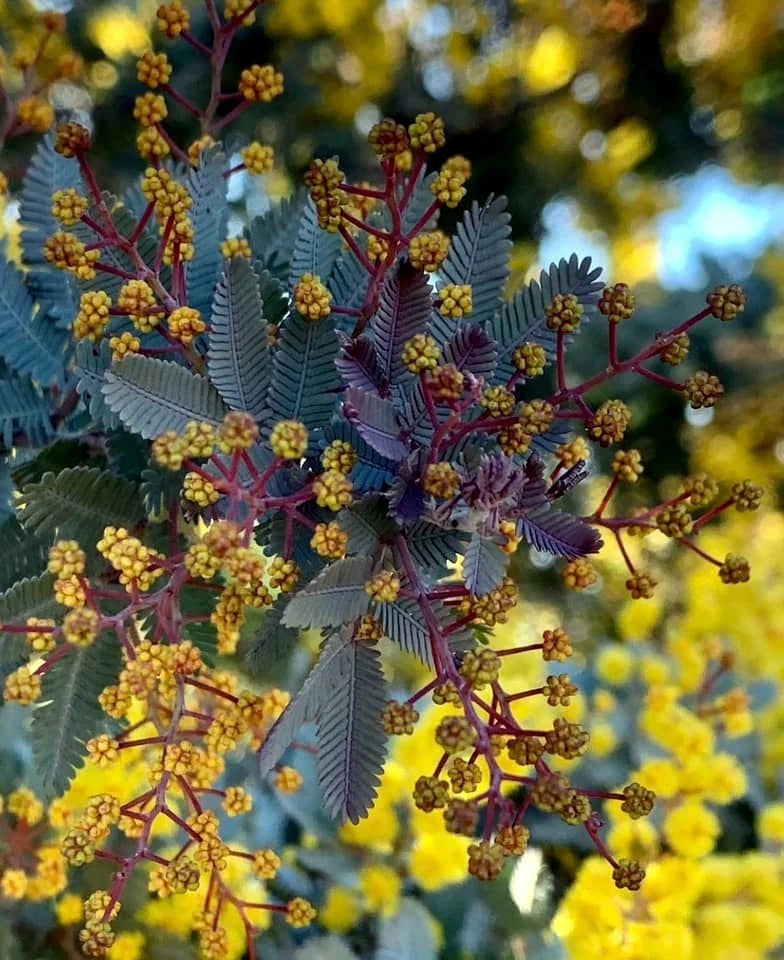 Close-up of Chocolate Mimosa Acacia flowers with a blurred natural background